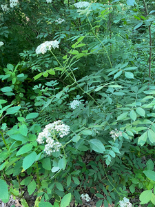 Photo By: Steve Young. Photo taken: Suffolk County, NY on 28 June 2021